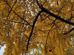 -四川大学(华西校区)