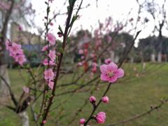 -桐乡植物园