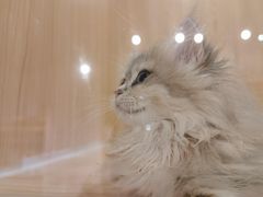 -爪爪喵星球·猫舍(卓悦中心店)