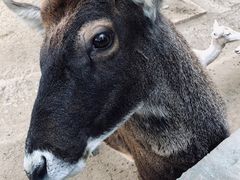 -石家庄市动物园