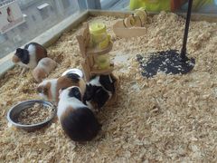 -怪兽屋·羊驼·猫咖·狗咖(俊华广场店)