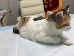 -半岛宠物医院24小时(科华中路店)