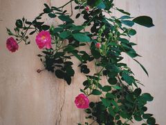 -颐和路民国时期公馆-风貌区