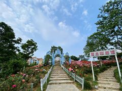 -大塘金香草谷