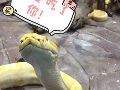 -西双版纳原始森林公园