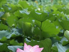 -四川大学(华西校区)