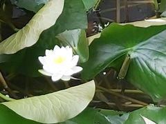 -莲湖公园