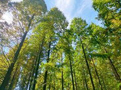 -黄海国家森林公园