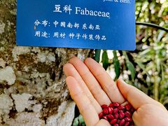 -中国科学院西双版纳热带植物园