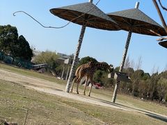 -宁波野生动物园