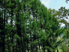 -塞罕坝国家级自然保护区