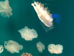 -福州罗源湾海洋世界旅游区