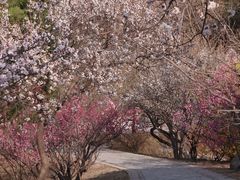 -北京西山国家森林公园