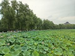 -莲花池公园
