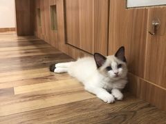 -袖虎·猫馆(体育西路店)