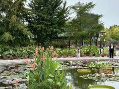 -莲花池公园