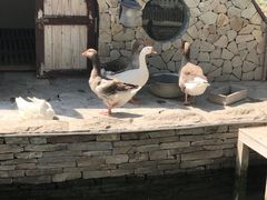 -南宫五洲植物乐园