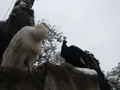 -昆明动物园