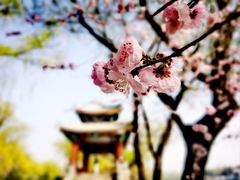 -颐和园