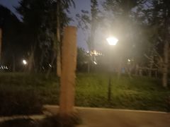 -神仙树公园