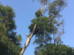-金鸡山公园