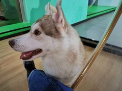 -Husky Go! 哈士奇体验馆·宠物咖啡厅狗咖