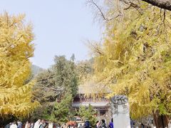 -潭柘寺景区