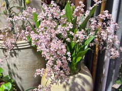 -朝来春花卉市场