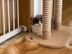 -猫腻·猫咖·撸猫馆(星光大道店)