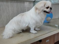 -爱派特动物医院·全科诊疗中心