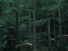 -波尔登森林公园
