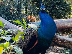 -瑞丽独树成林风景区