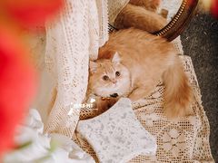 -超宠爱宠物摄影-Super pet