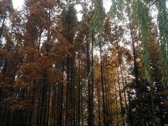 -洛阳市隋唐城遗址植物园
