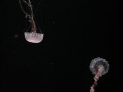 -欢乐海岸海洋奇梦馆
