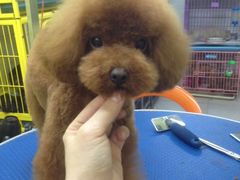 iphone_upload_pic-爱宠屋pet shop·宠物洗澡·宠物美容