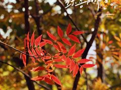 -周口店坡峰岭风景区