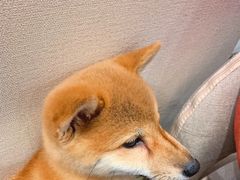 -逗柴咖啡屋·狗咖猫咖宠物桌游