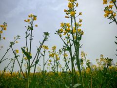 -汉长安城未央宫国家考古遗址公园