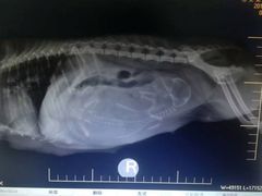 -佳雯宠物医院(四明中路分院)