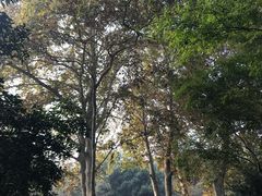 -西湖外事游船(花港观鱼码头)