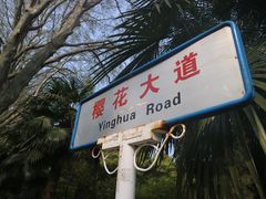 -武汉大学-樱园