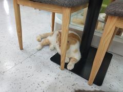 -喵园·猫主题咖啡厅·撸猫·猫咖(国贸店)