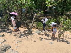 -宝安西湾红树林湿地公园