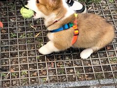 -爱达乐面包生日蛋糕(温江新尚天地店)