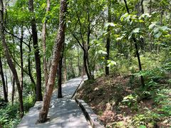 -铁山坪森林公园