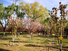 -莲花池公园
