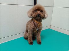 -北京观赏动物医院·24小时大型综合·猫专科·异宠专科