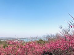 -香雪海