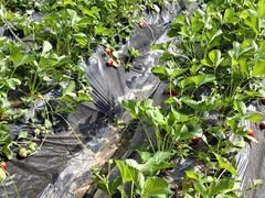 -昌平兴寿秀秀草莓采摘园